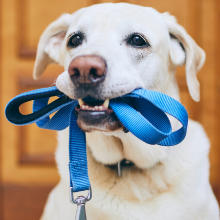 Collection image for: Dog Leash
