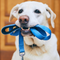 Dog Leash