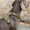 Dog Harnesses