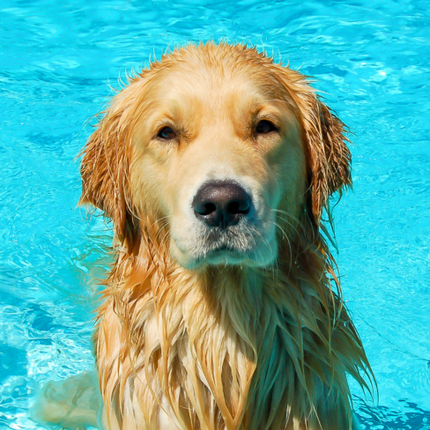Collection image for: Pet Swimming Pool