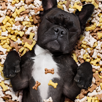 Collection image for: Dog Food