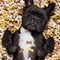 Dog Food