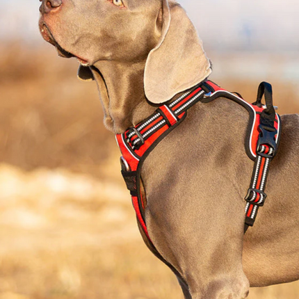 Collection image for: Dog Supplies