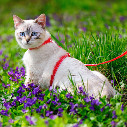 Collection image for: Cat Supplies