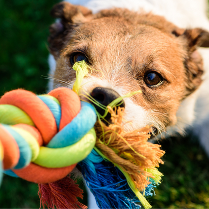 Collection image for: All Pet Supplies