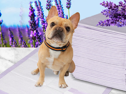 PaWz 400x Pet Dog Toilet Training Pad-1864184552445054982