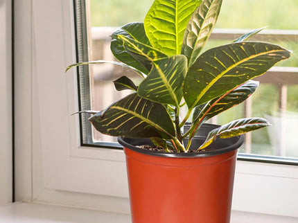 Lambu 100x Plastic Plant Pots Bulk Flowers X-Large-1864184728219947015