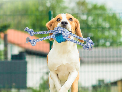 PaWz Dog Chew Toys Squeaky Puppy Pet-1864184547533524999