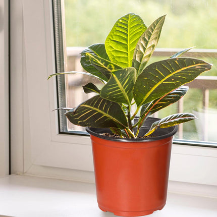 Lambu 100x Plastic Plant Pots Bulk Flowers X-Large-1973193779884199943