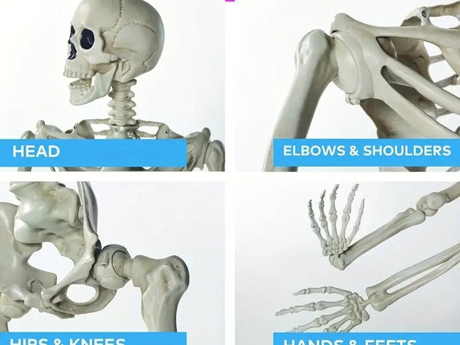 Life Size Standing Skeleton with Movable Joints