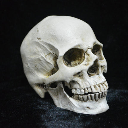 Life-size Replica of Realistic Human Skull, Head Bone Model, Anatomy White Resin Skull High Precision Teaching Tool Halloween Decor