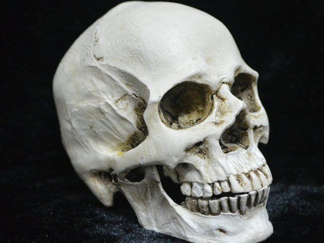 Life-size Replica of Realistic Human Skull, Head Bone Model, Anatomy White Resin Skull High Precision Teaching Tool Halloween Decor