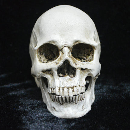 Life-size Replica of Realistic Human Skull, Head Bone Model, Anatomy White Resin Skull High Precision Teaching Tool Halloween Decor