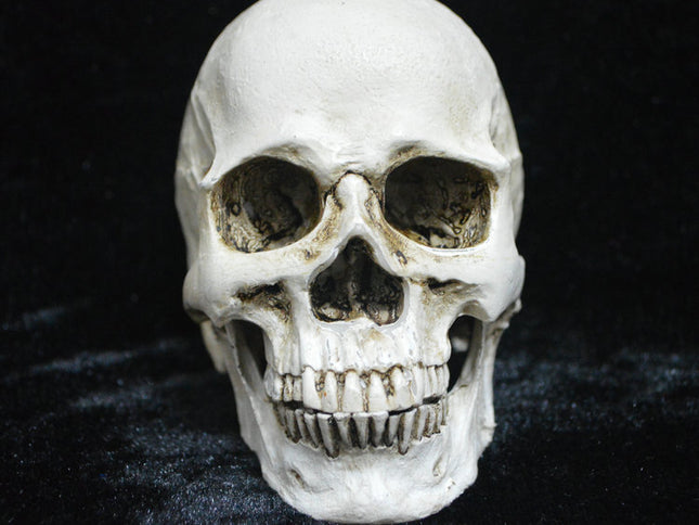 Life-size Replica of Realistic Human Skull, Head Bone Model, Anatomy White Resin Skull High Precision Teaching Tool Halloween Decor