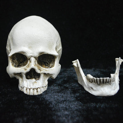 Life-size Replica of Realistic Human Skull, Head Bone Model, Anatomy White Resin Skull High Precision Teaching Tool Halloween Decor