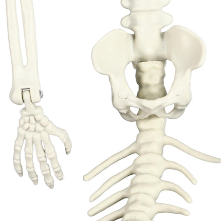 Life Size Skeleton Mermaid Halloween Outdoor Decorations Movable Posable Joints Realistic Full Body Skeleton Mermaid Props