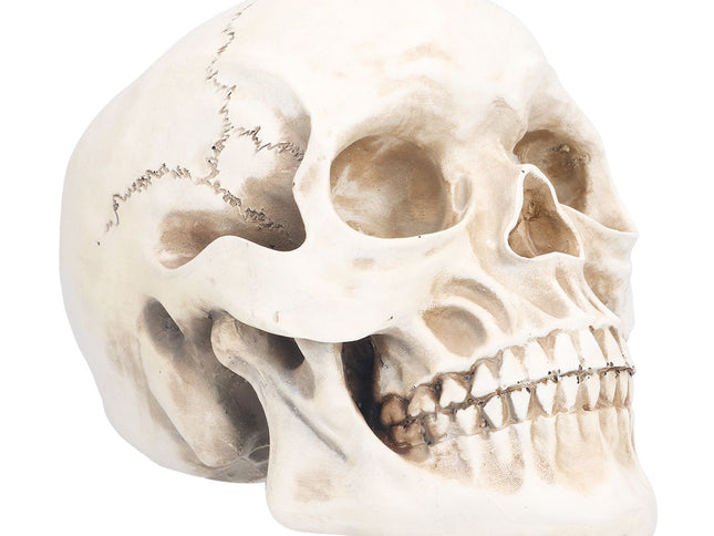 Animal Skull Model Skull Decoration Ornament Resin Craftwork Halloween Props for Home Party Decor