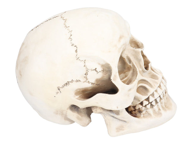 Animal Skull Model Skull Decoration Ornament Resin Craftwork Halloween Props for Home Party Decor