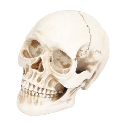 Animal Skull Model Skull Decoration Ornament Resin Craftwork Halloween Props for Home Party Decor