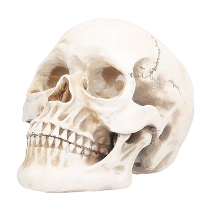 Animal Skull Model Skull Decoration Ornament Resin Craftwork Halloween Props for Home Party Decor
