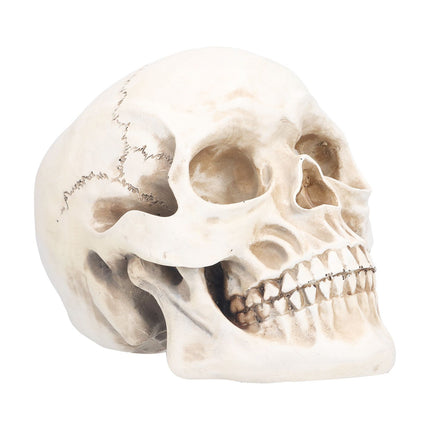 Animal Skull Model Skull Decoration Ornament Resin Craftwork Halloween Props for Home Party Decor