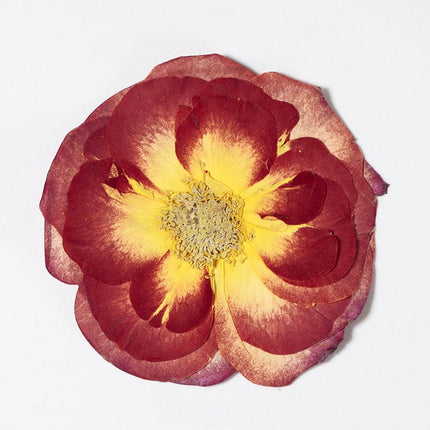 16 Pcs Dried Pressed Rose, Real Dried Pressed Flowers for Resin Scrapbook Supplies Card Making Soap Candle DIY Art Crafts