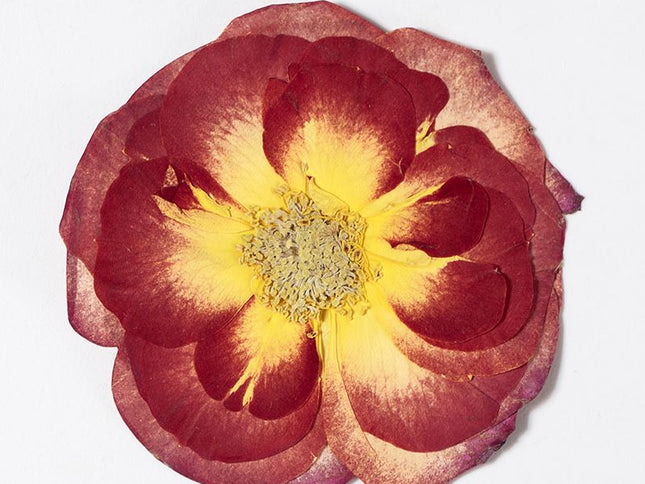 16 Pcs Dried Pressed Rose, Real Dried Pressed Flowers for Resin Scrapbook Supplies Card Making Soap Candle DIY Art Crafts