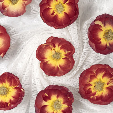 16 Pcs Dried Pressed Rose, Real Dried Pressed Flowers for Resin Scrapbook Supplies Card Making Soap Candle DIY Art Crafts