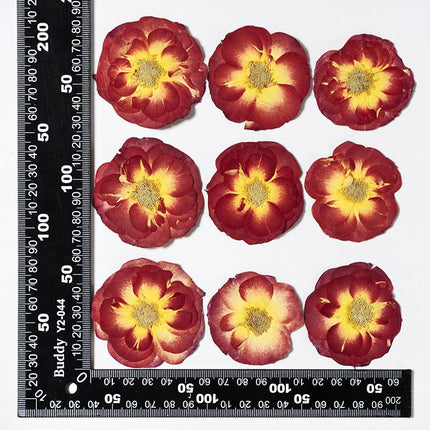 16 Pcs Dried Pressed Rose, Real Dried Pressed Flowers for Resin Scrapbook Supplies Card Making Soap Candle DIY Art Crafts