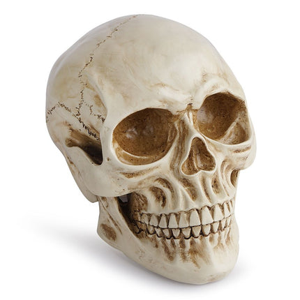Life Size Human Skull Model 1:1 - Realistic, Halloween Human Skull Replica Model | Resin Human Skull Head Decoration Props