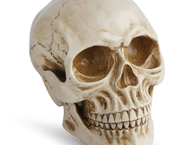 Life Size Human Skull Model 1:1 - Realistic, Halloween Human Skull Replica Model | Resin Human Skull Head Decoration Props
