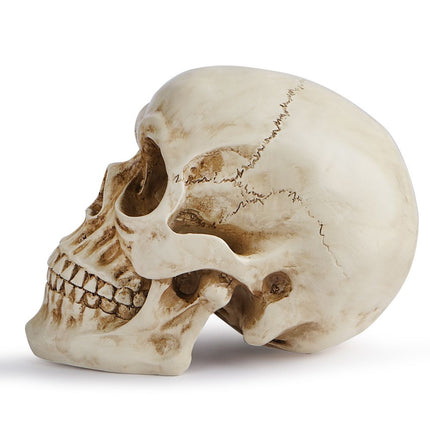 Life Size Human Skull Model 1:1 - Realistic, Halloween Human Skull Replica Model | Resin Human Skull Head Decoration Props