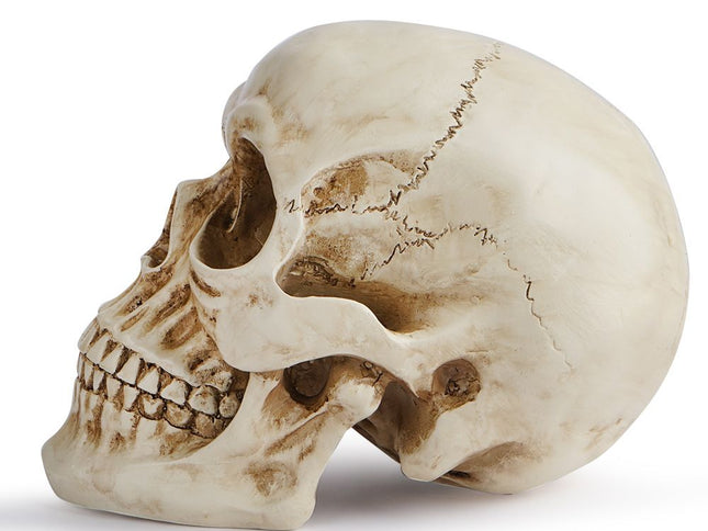 Life Size Human Skull Model 1:1 - Realistic, Halloween Human Skull Replica Model | Resin Human Skull Head Decoration Props