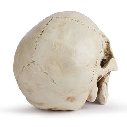 Life Size Human Skull Model 1:1 - Realistic, Halloween Human Skull Replica Model | Resin Human Skull Head Decoration Props