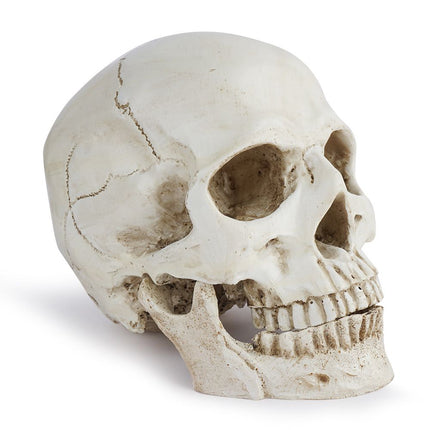 Life Size Human Skull Model 1:1 - Realistic, Halloween Human Skull Replica Model | Resin Human Skull Head Decoration Props