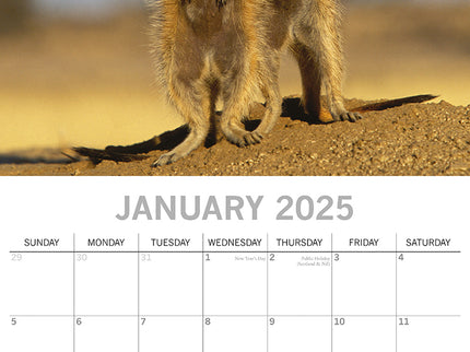 Meerkats - 2025 Square Wall Calendar Pets Animals 16 Months Premium Planner Gift