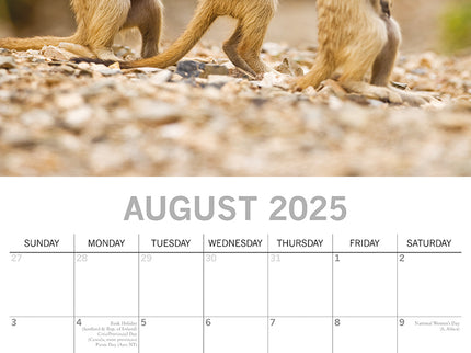 Meerkats - 2025 Square Wall Calendar Pets Animals 16 Months Premium Planner Gift