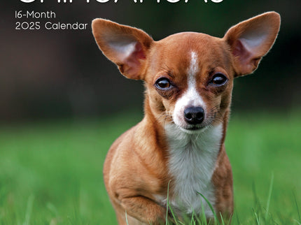 Chihuahuas 2025 Square Wall Calendar Dogs Pets Animals 16 Months Premium Planner