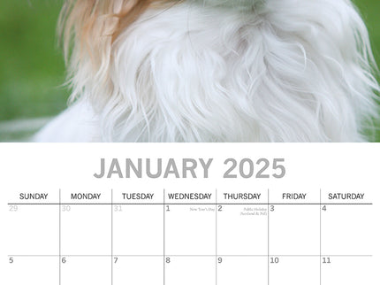 Chihuahuas 2025 Square Wall Calendar Dogs Pets Animals 16 Months Premium Planner