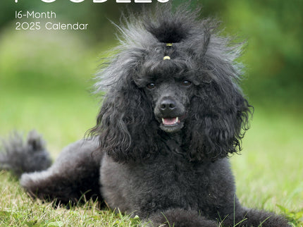 Poodles - 2025 Square Wall Calendar Dogs Pets Animals 16 Months Premium Planner