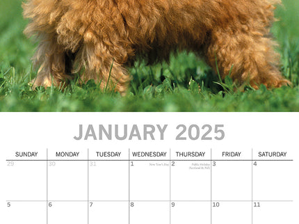 Poodles - 2025 Square Wall Calendar Dogs Pets Animals 16 Months Premium Planner