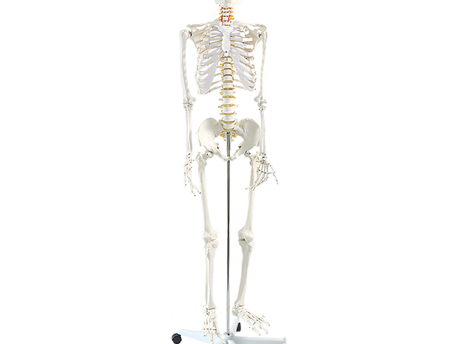 Human Skeleton Anatomical Model 180cm