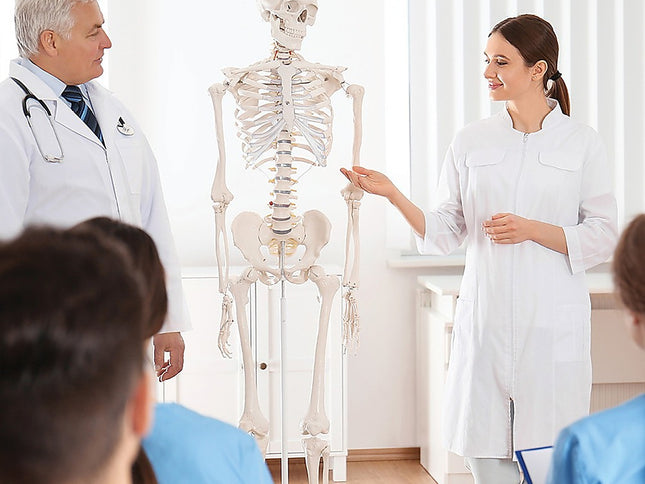 Human Skeleton Anatomical Model 180cm