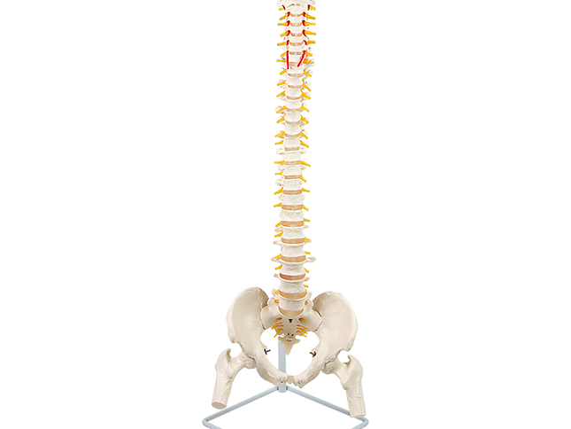 Life Size Flexible Vertebral Spine Pelvis & Femur Skeleton Model Anatomy Model