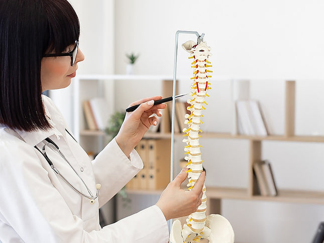 Life Size Flexible Vertebral Spine Pelvis & Femur Skeleton Model Anatomy Model