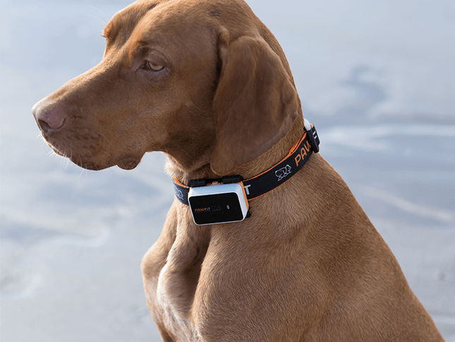 Pawfit 3 Tracker-1869883041959251970
