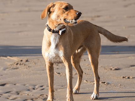 Pawfit 3 Collar Small-1869883042106052610