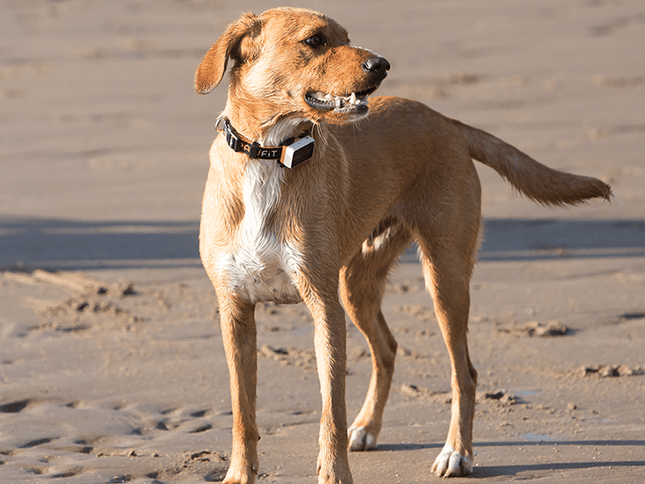 Pawfit 3 Collar Small-1869883042106052610