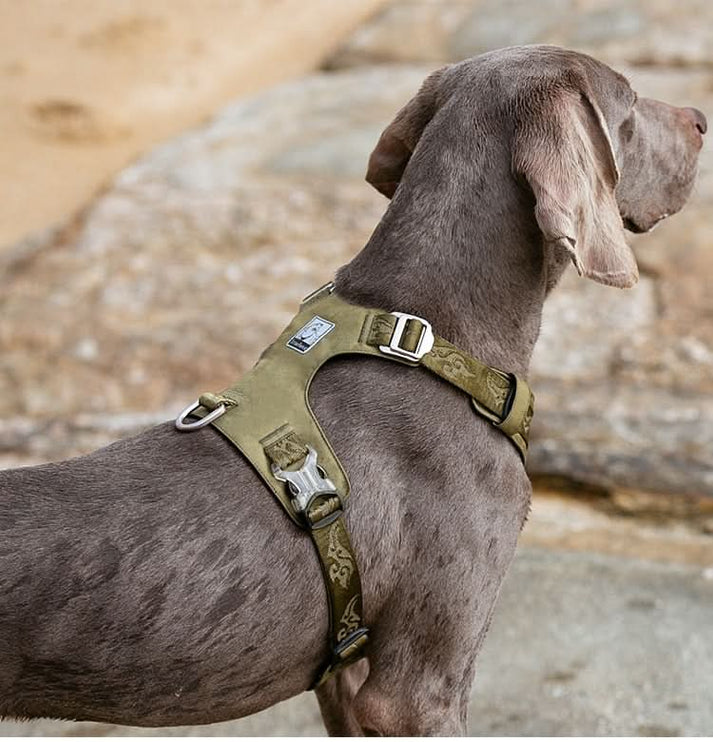 True Love Lightweight Dog Harness - Green, M-1962324859224723459